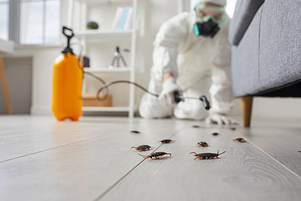 Post-Treatment Bed Bug Interceptor Monitoring in Sahuarita